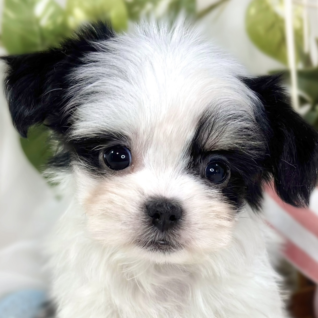 ハーフ犬女の子の写真