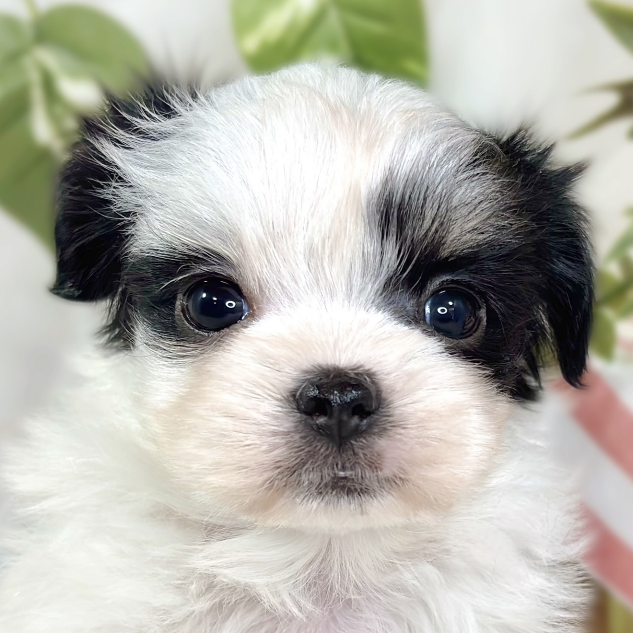 ハーフ犬女の子の写真