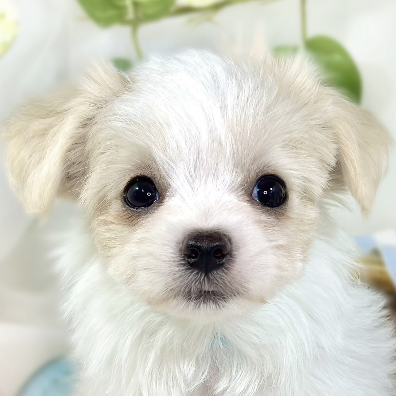 ハーフ犬女の子の写真