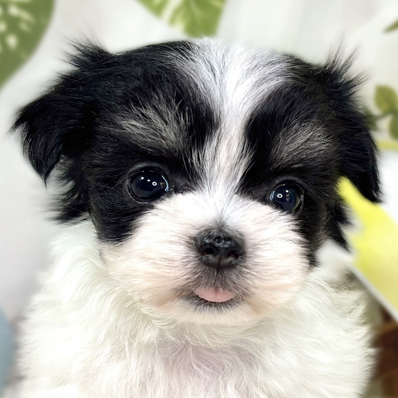 ハーフ犬女の子の写真