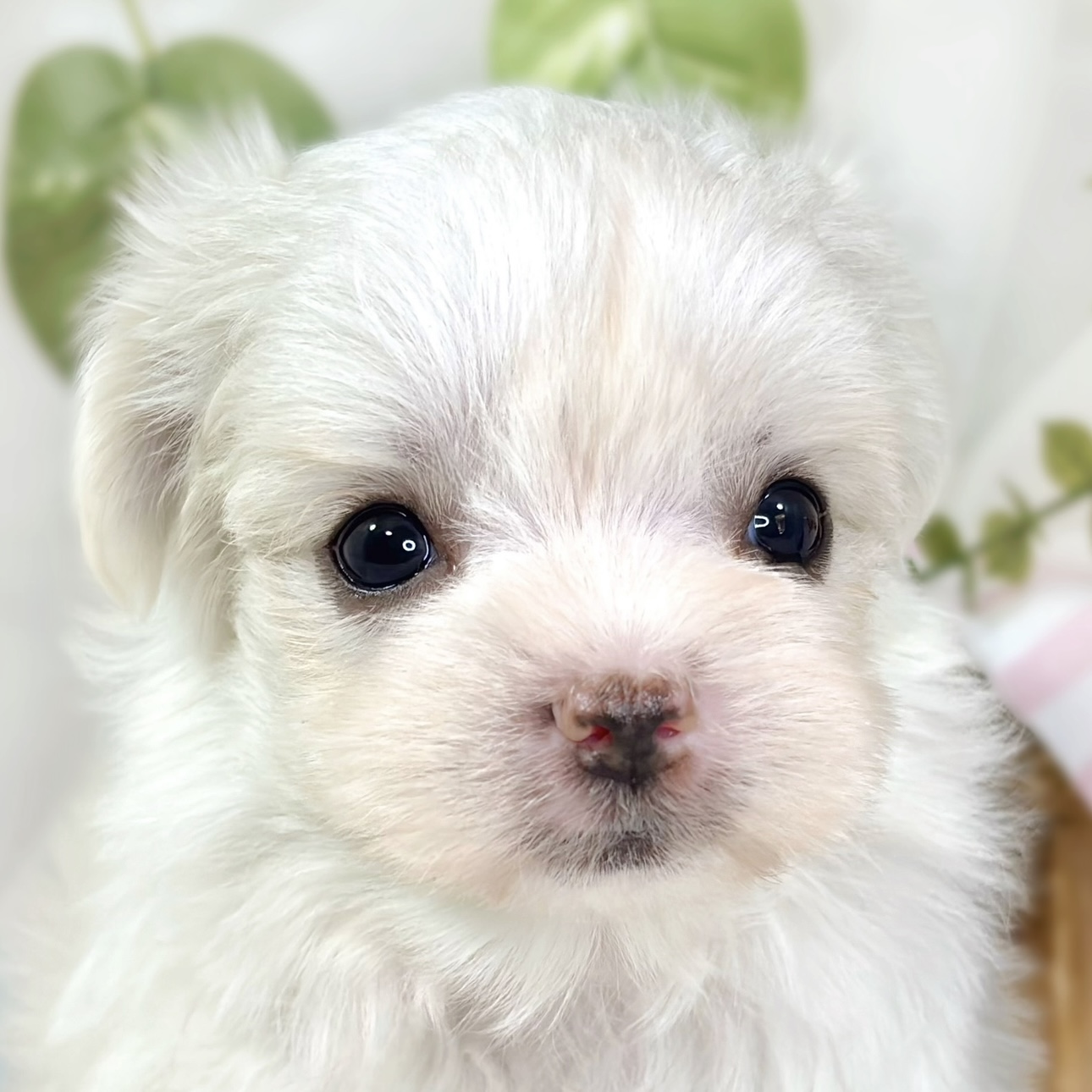 ハーフ犬女の子の写真