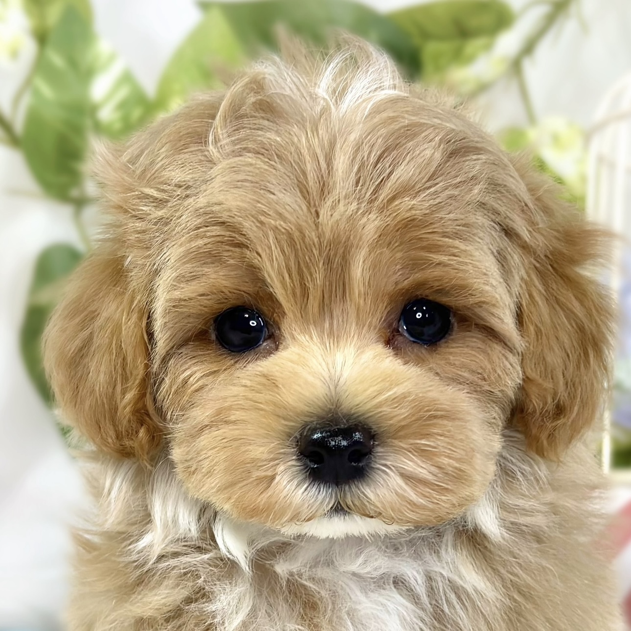 ハーフ犬男の子の写真