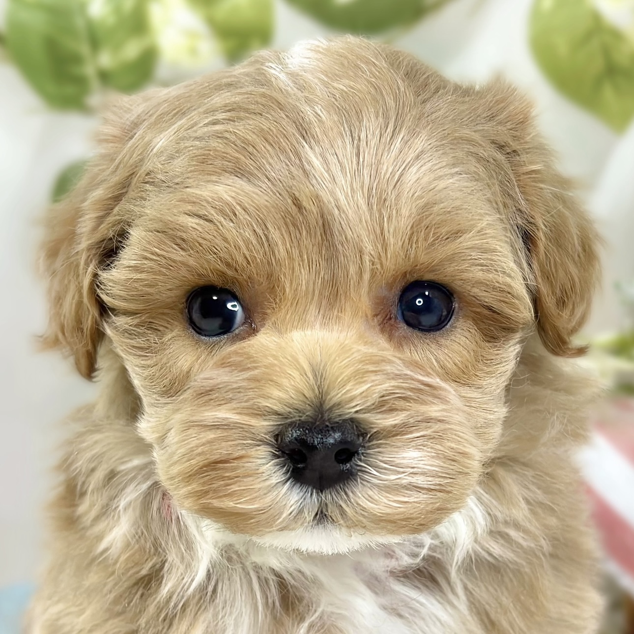 ハーフ犬男の子の写真