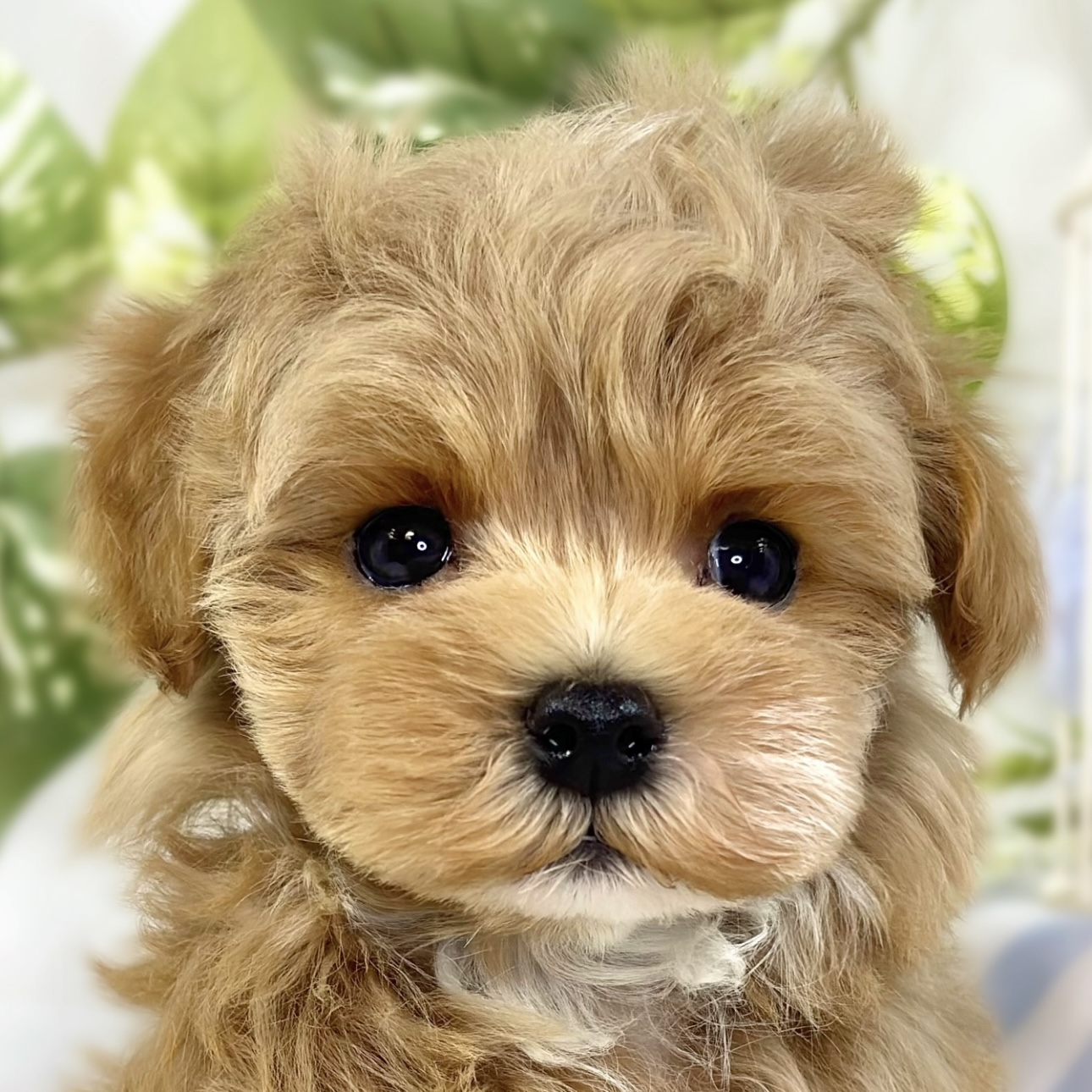 ハーフ犬男の子の写真