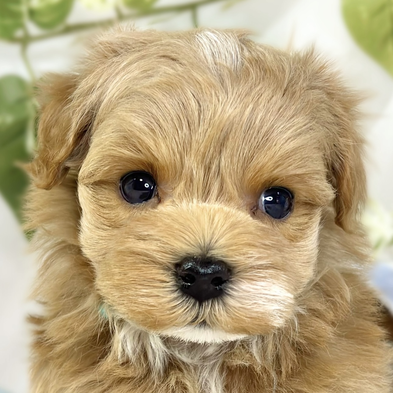 ハーフ犬男の子の写真