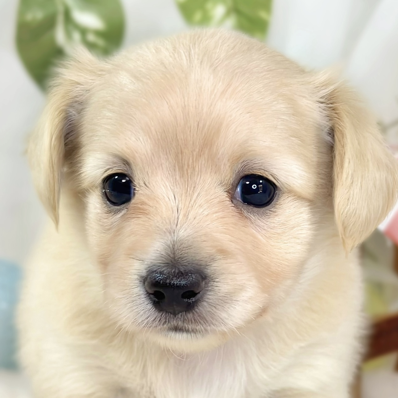 ハーフ犬女の子の写真