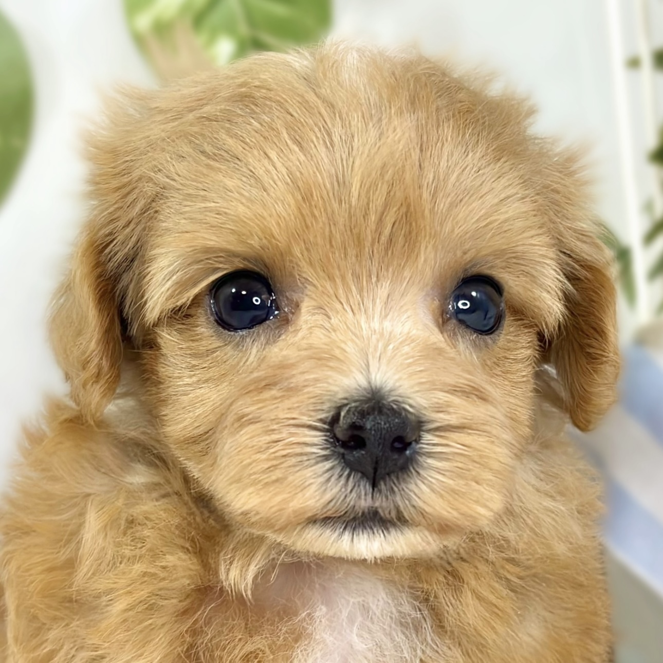 ハーフ犬女の子の写真