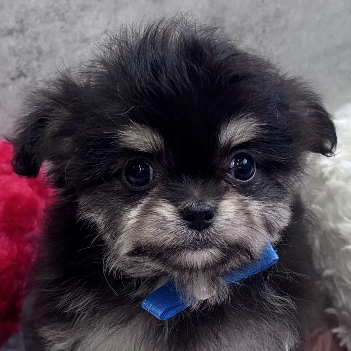 ハーフ犬女の子の写真