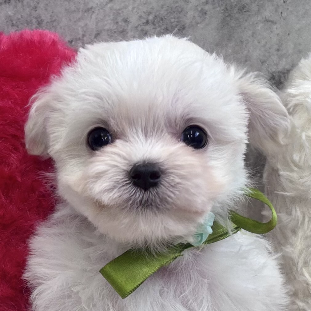 ハーフ犬男の子の写真