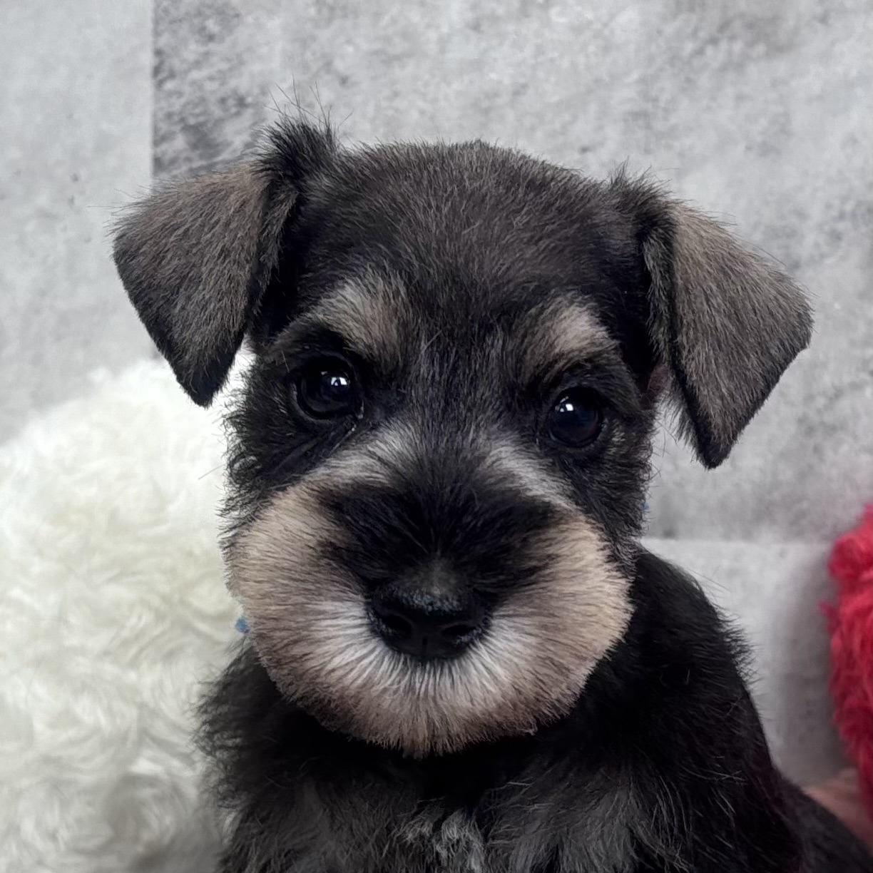 ミニチュアシュナウザー男の子の写真