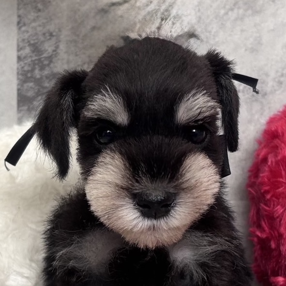 ミニチュアシュナウザー男の子の写真