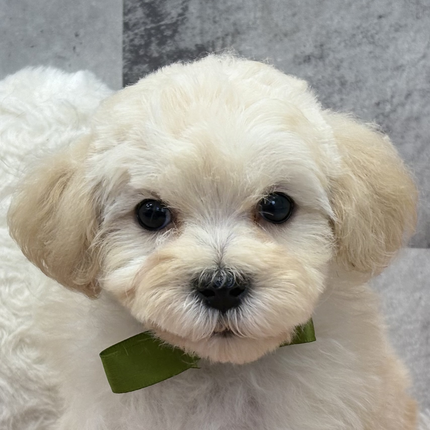 ハーフ犬男の子の写真