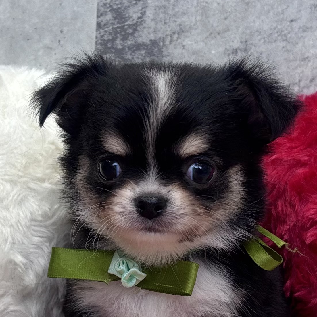 チワワ（ロング）男の子の写真