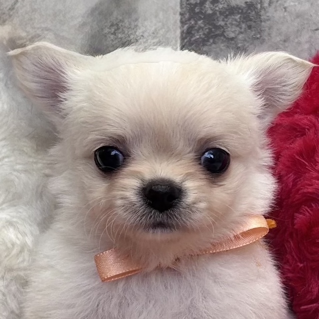 チワワ（ロング）男の子の写真