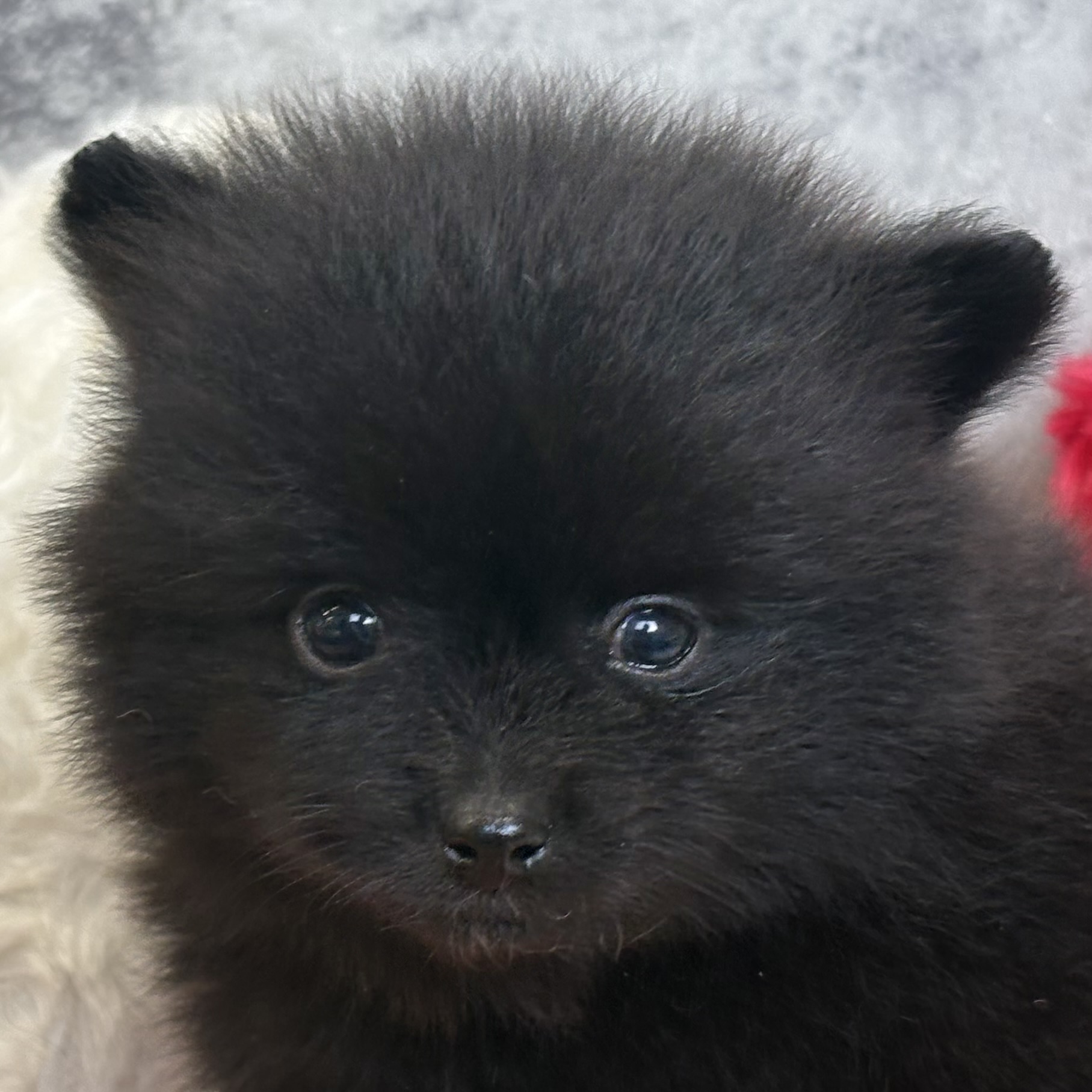 ポメラニアン男の子の写真