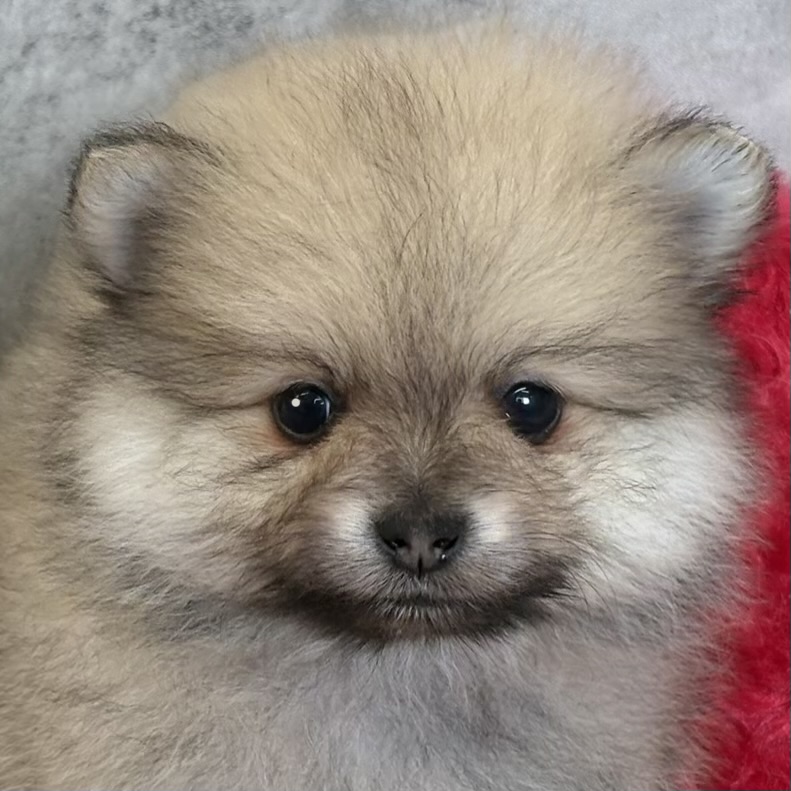 ポメラニアン男の子の写真