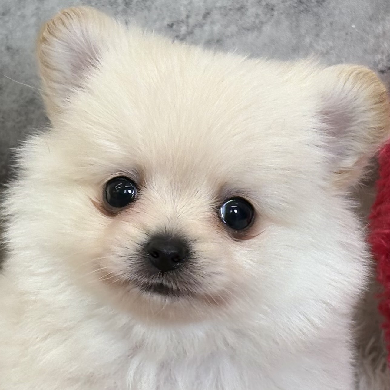 ハーフ犬男の子の写真