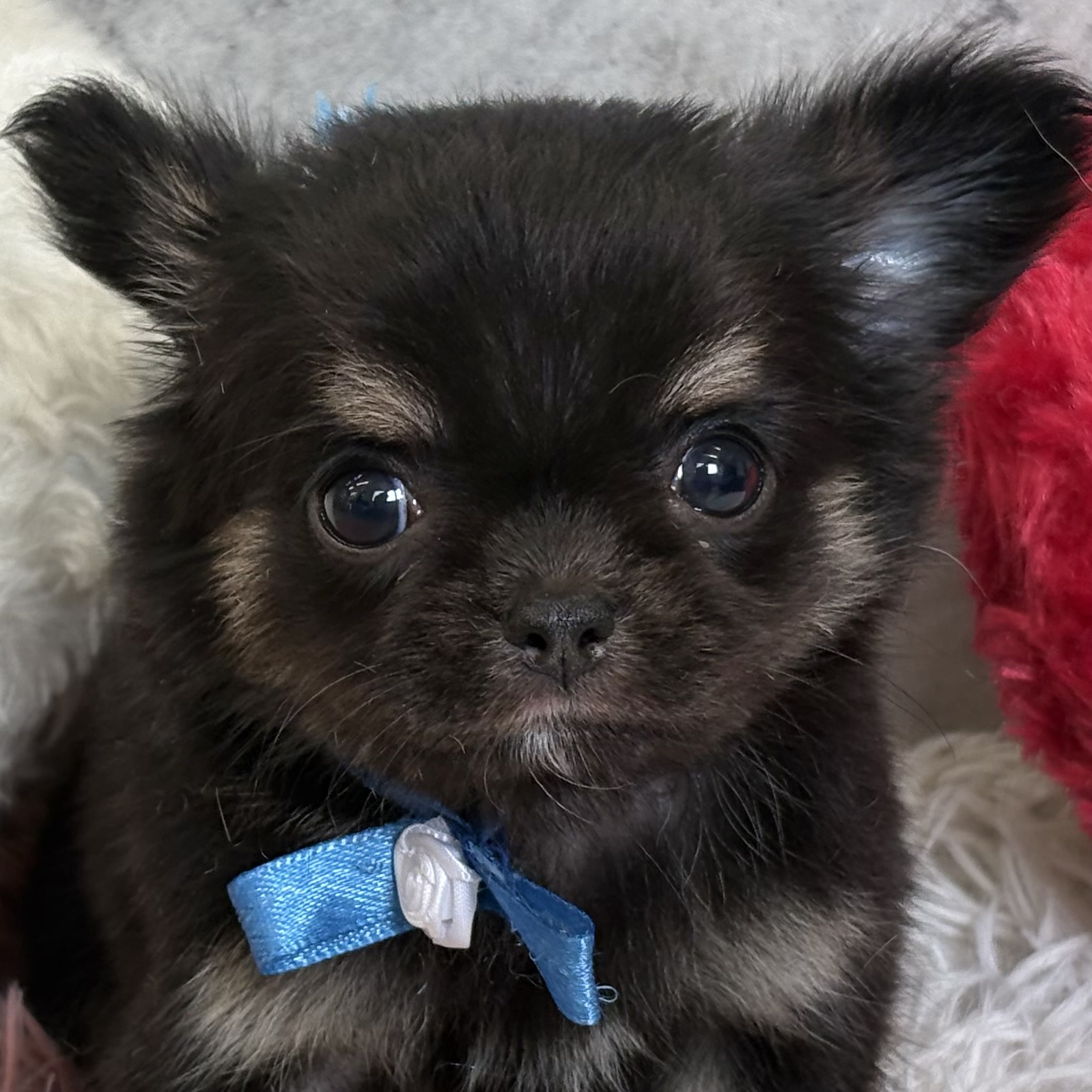 チワワ（ロング）女の子の写真