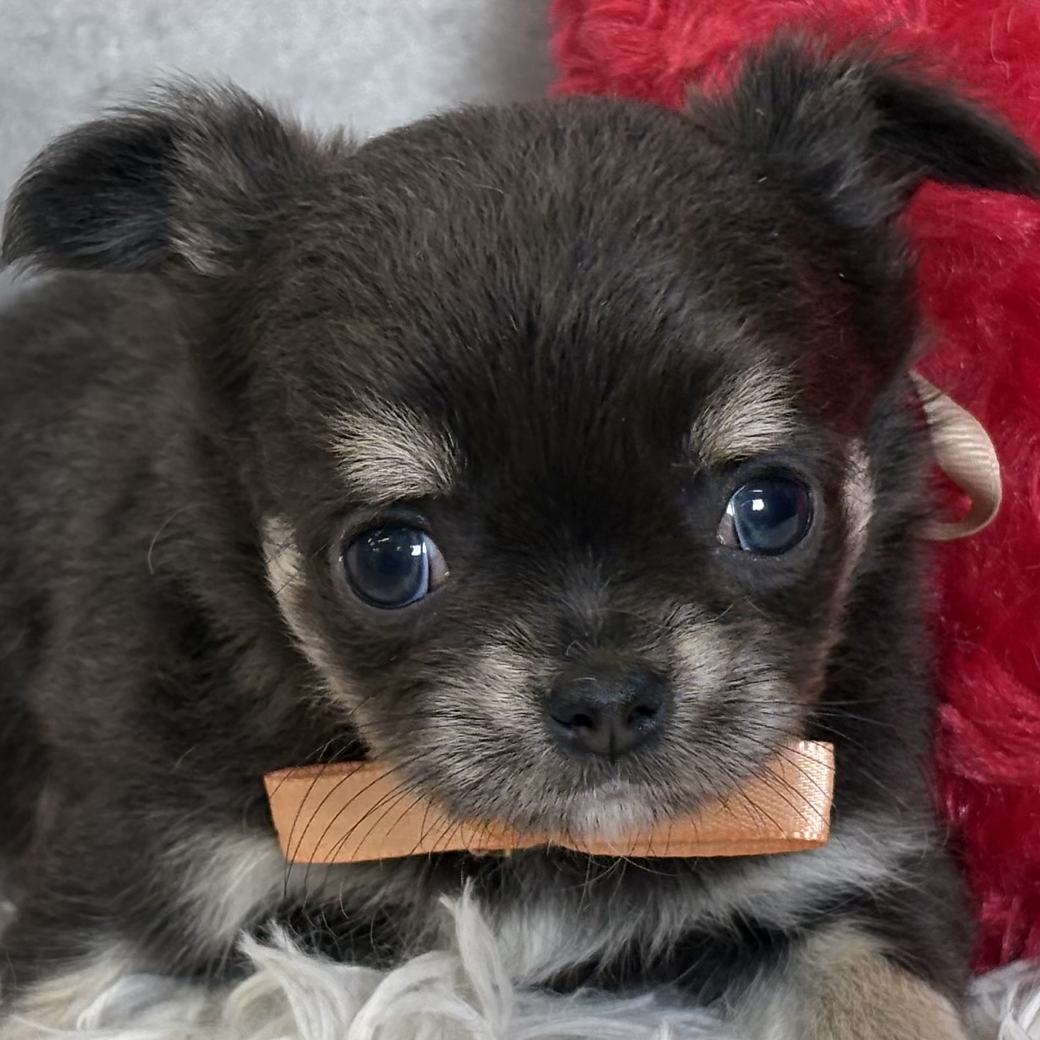 チワワ（ロング）女の子の写真
