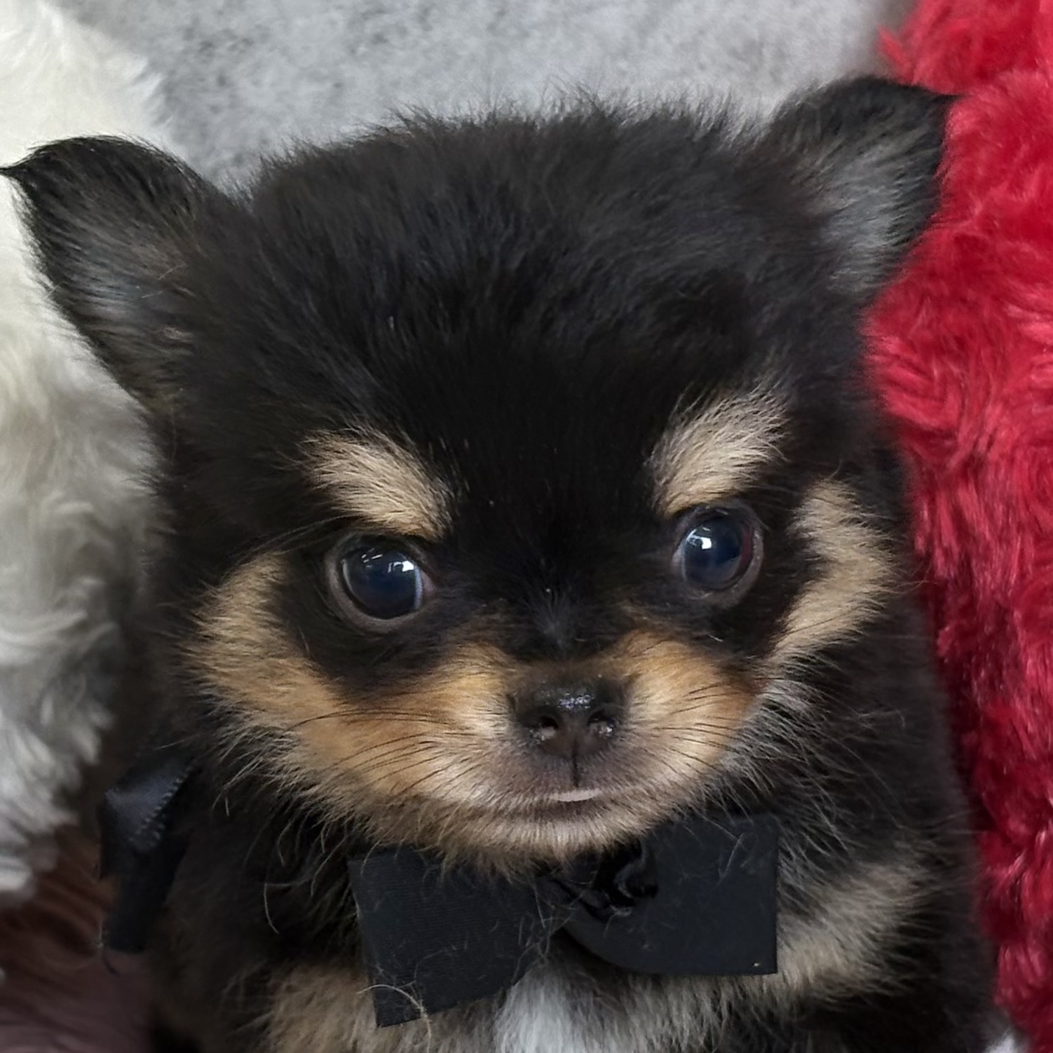 チワワ（ロング）男の子の写真