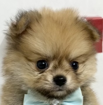 ハーフ犬男の子の写真