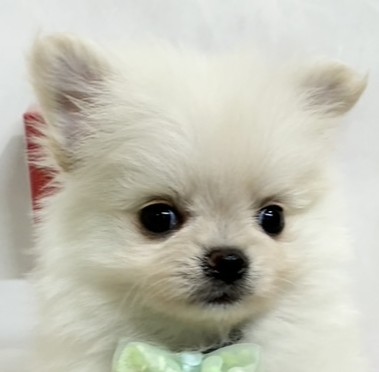 ハーフ犬男の子の写真