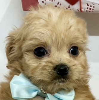 ハーフ犬女の子の写真