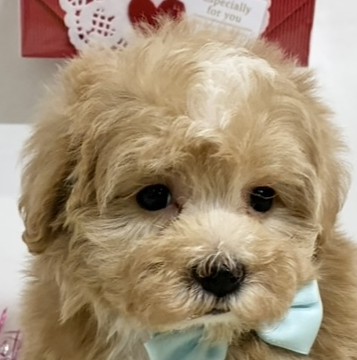 ハーフ犬男の子の写真