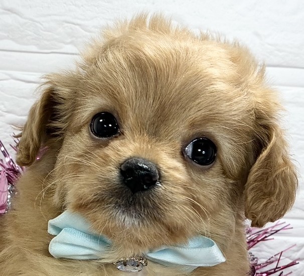 ハーフ犬女の子の写真