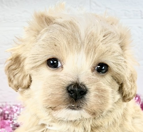 ハーフ犬男の子の写真