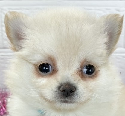 ハーフ犬女の子の写真