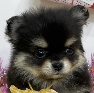 ハーフ犬女の子の写真