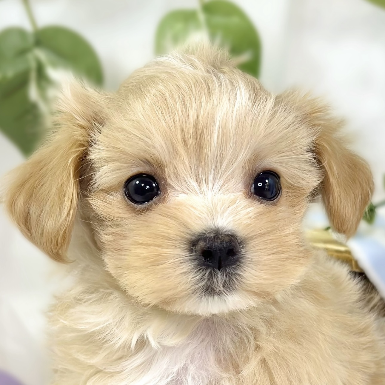 ハーフ犬女の子の写真