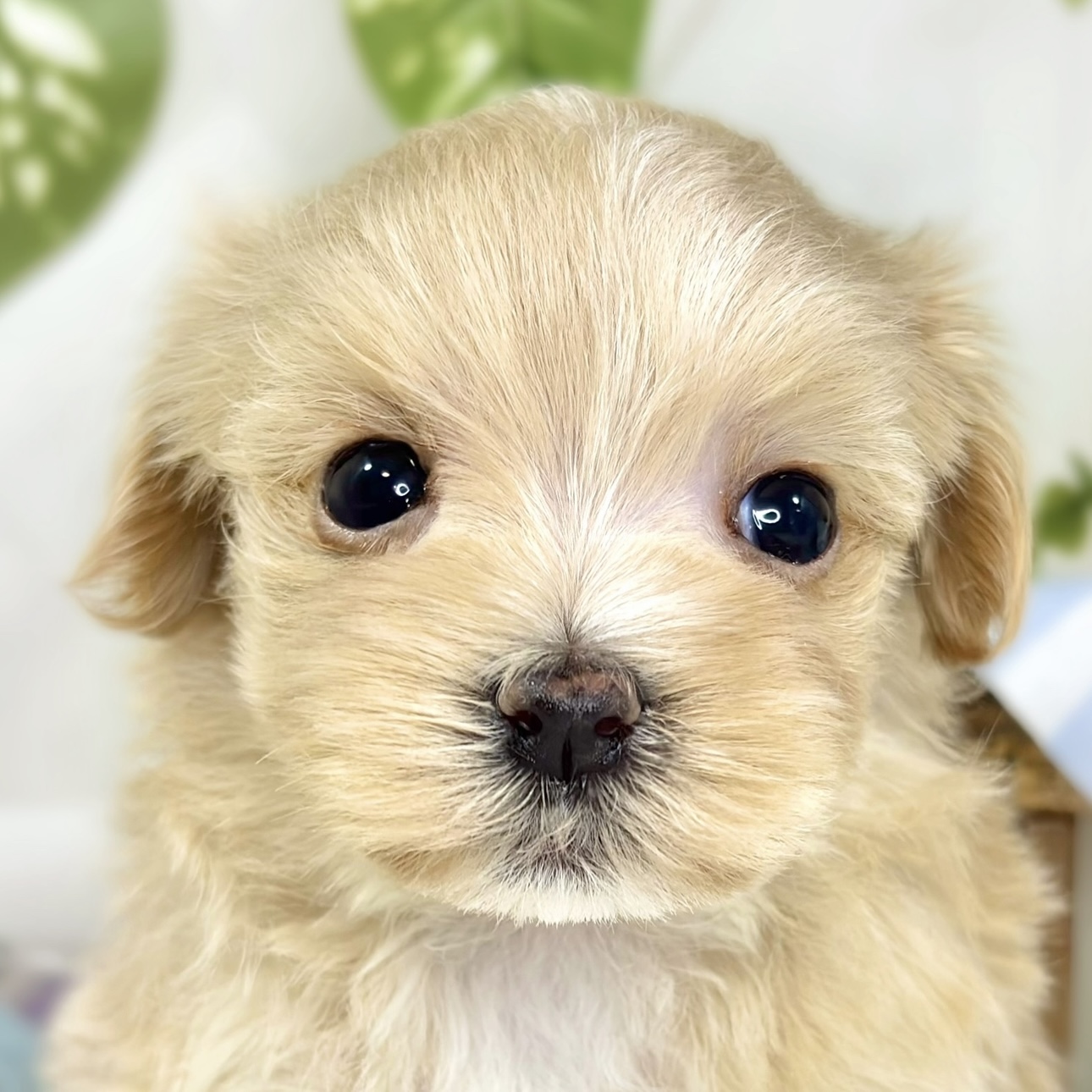 ハーフ犬女の子の写真