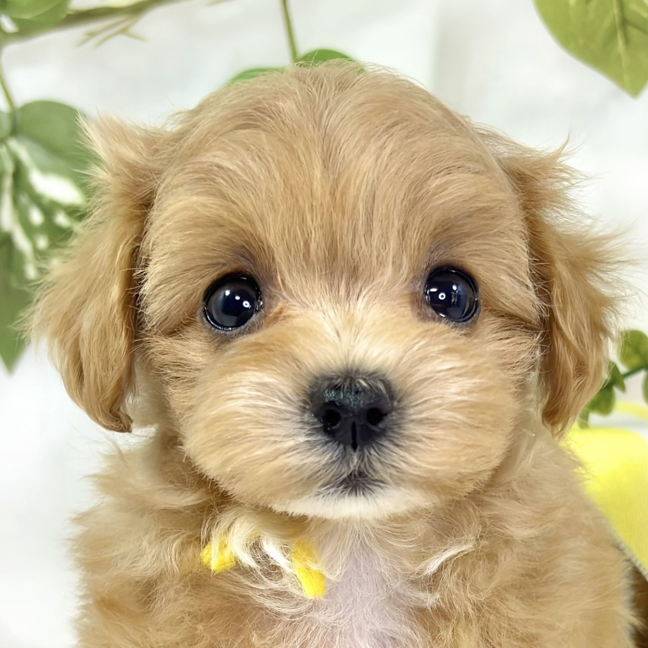 ハーフ犬女の子の写真