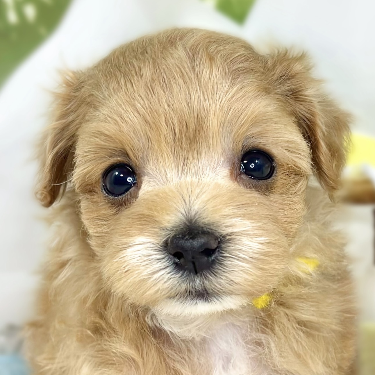 ハーフ犬女の子の写真