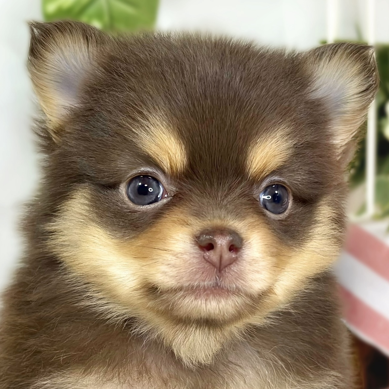 ハーフ犬女の子の写真