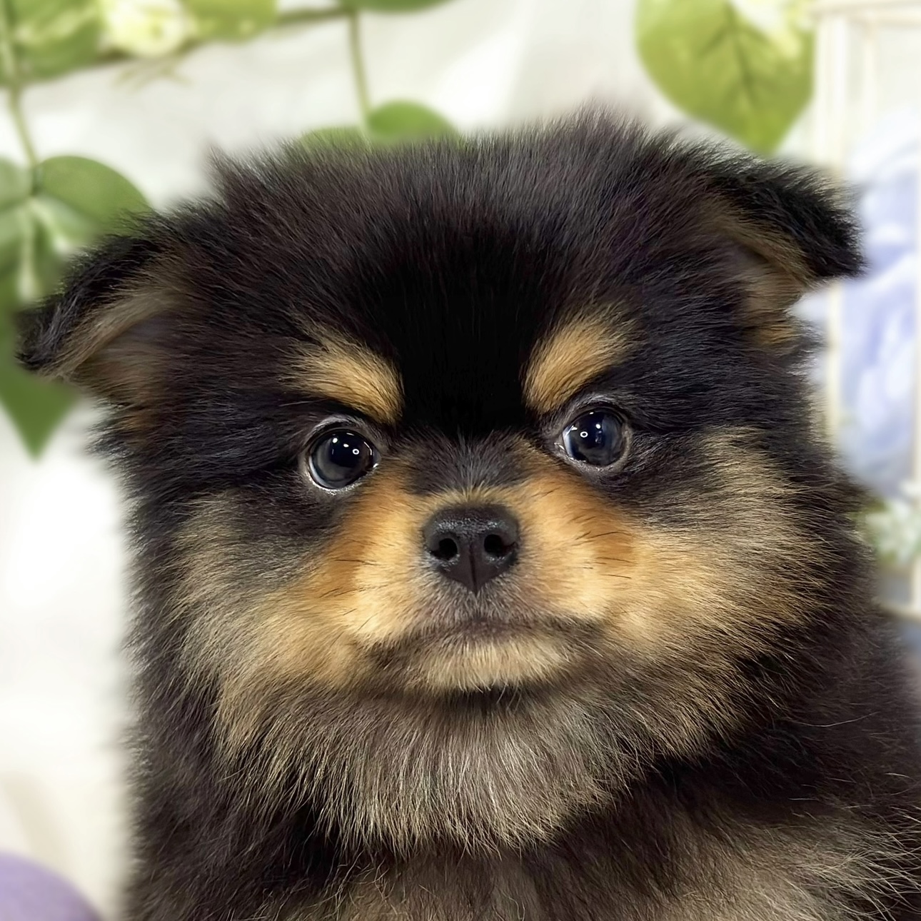 ハーフ犬男の子の写真