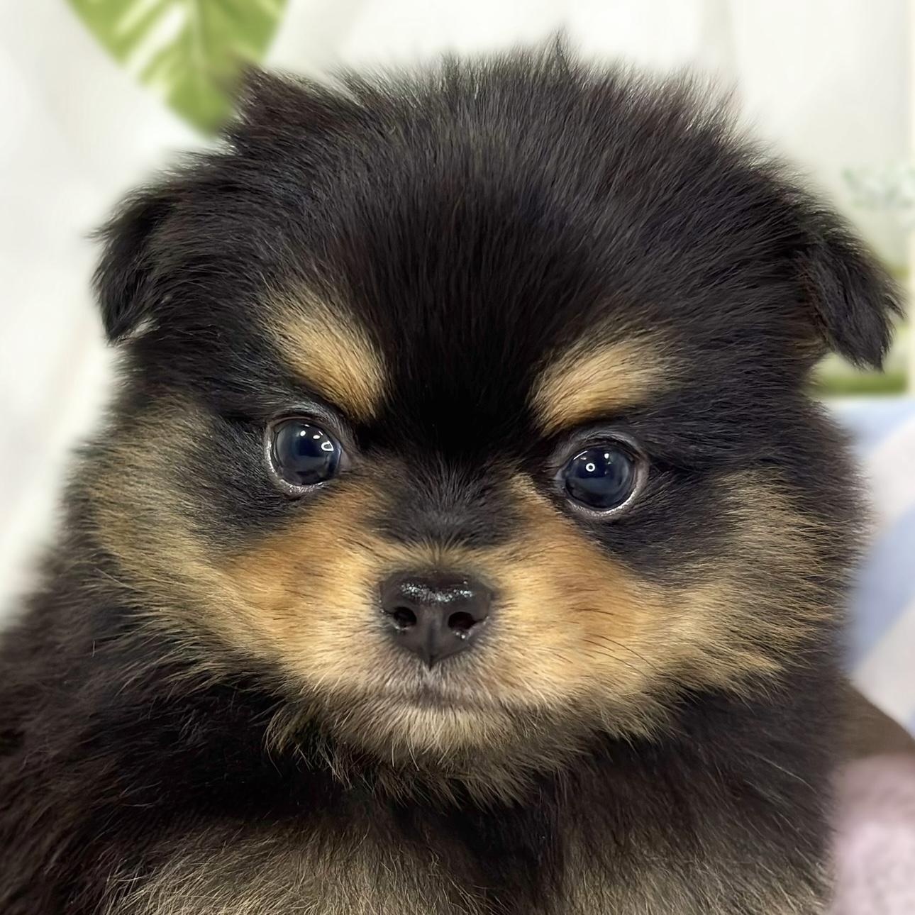 ハーフ犬男の子の写真