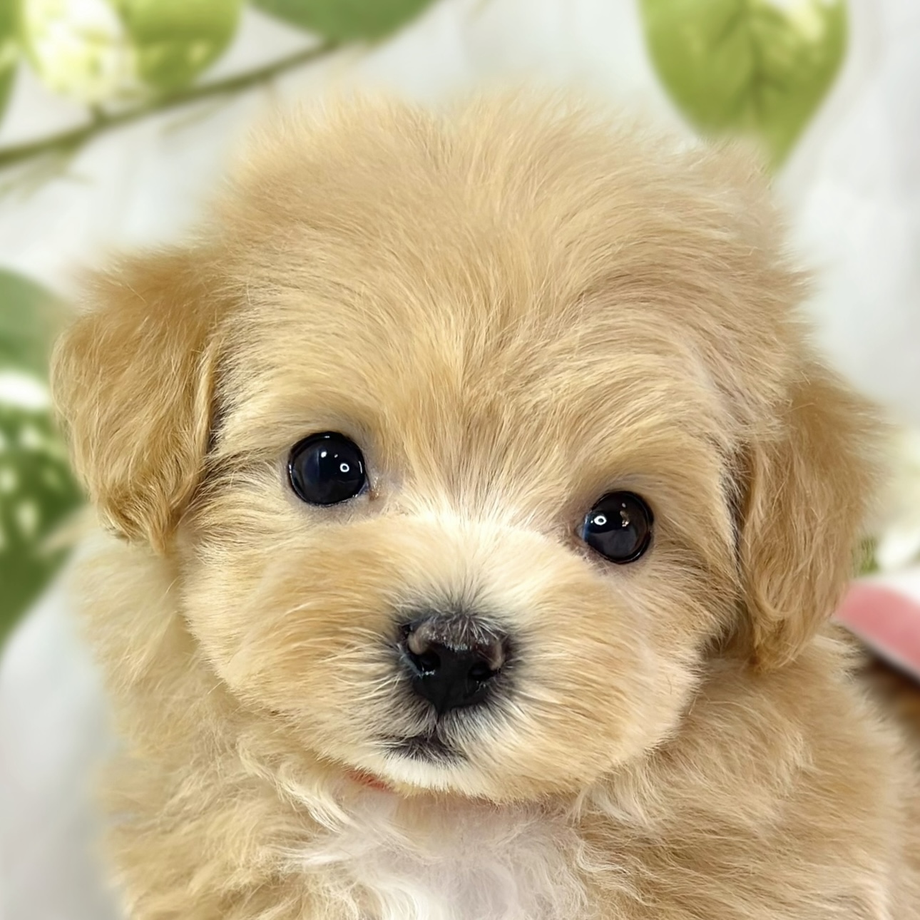 ハーフ犬男の子の写真