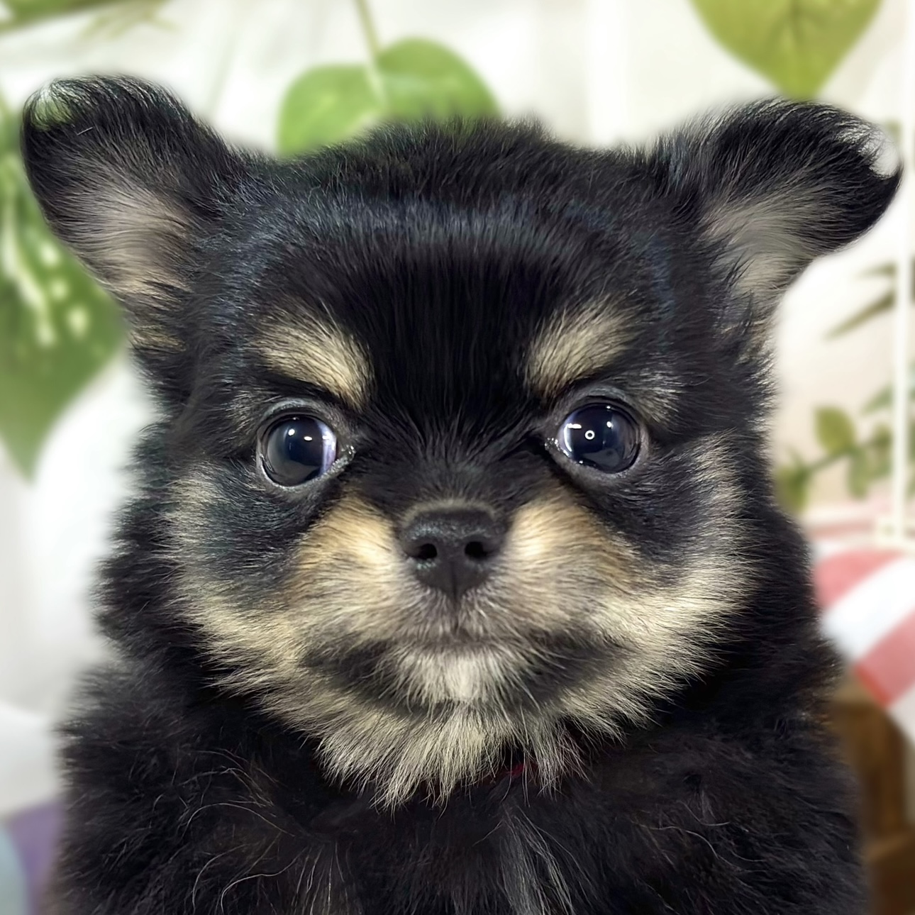 ハーフ犬女の子の写真