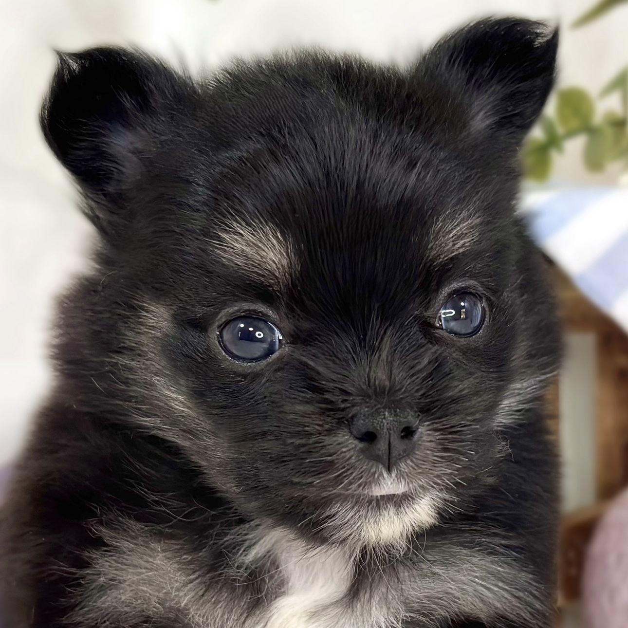 ハーフ犬女の子の写真