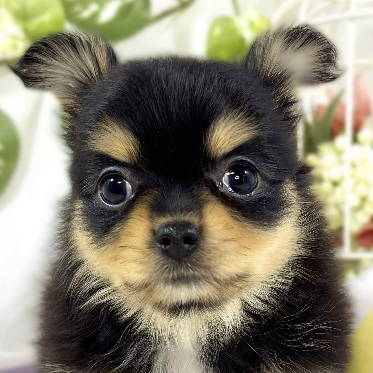 ハーフ犬女の子の写真