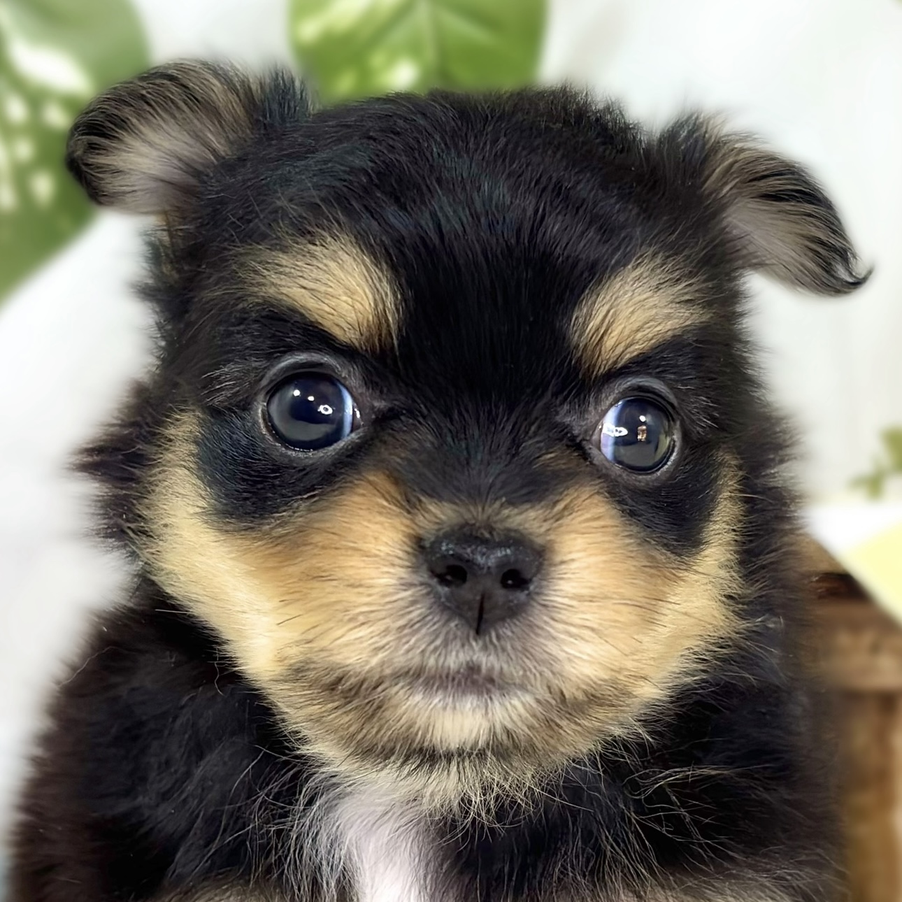 ハーフ犬女の子の写真