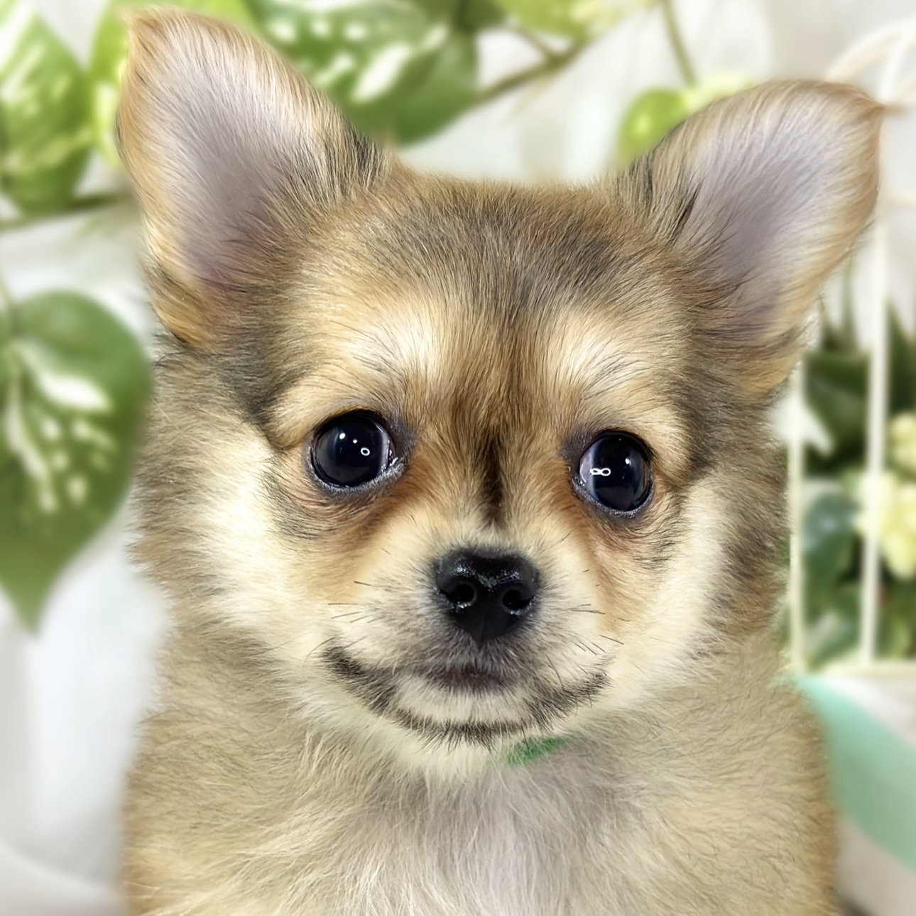 ハーフ犬女の子の写真