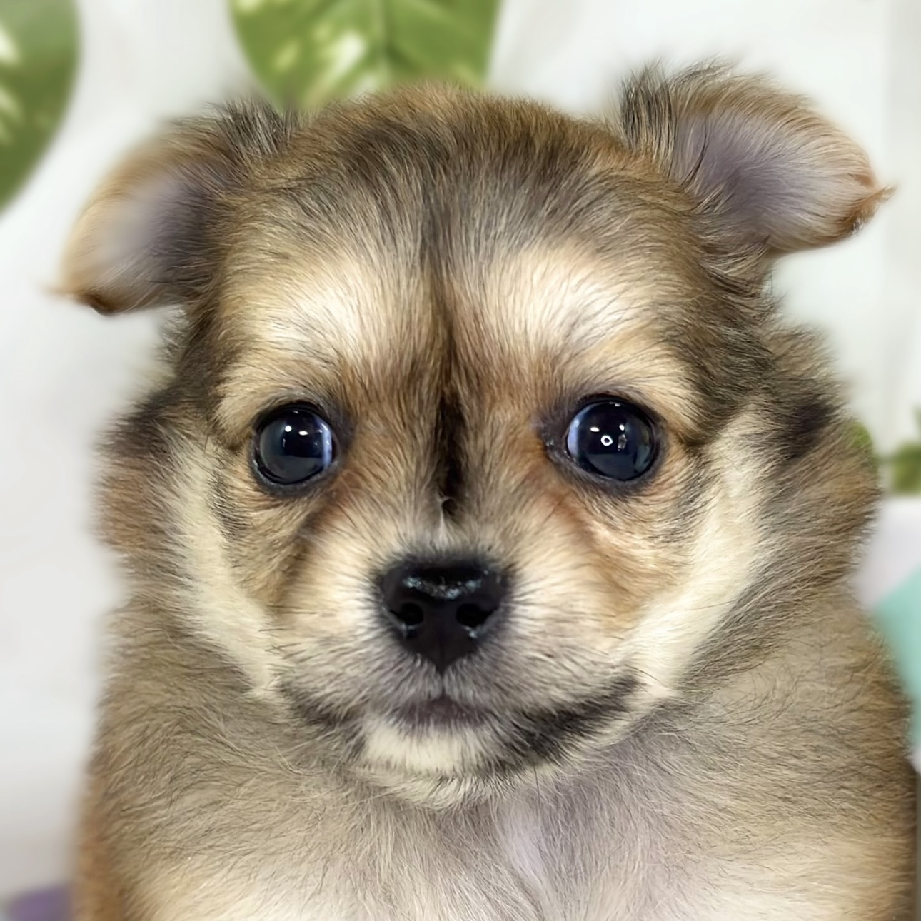 ハーフ犬女の子の写真