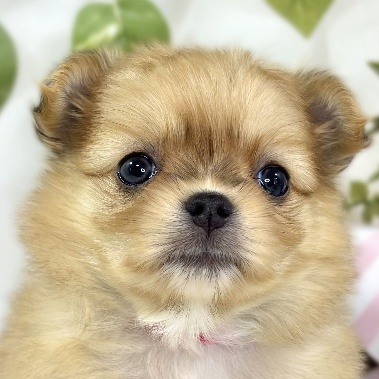 ハーフ犬女の子の写真