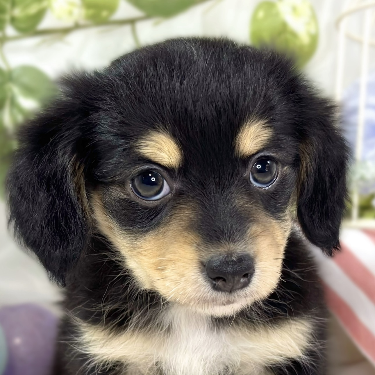 ハーフ犬男の子の写真