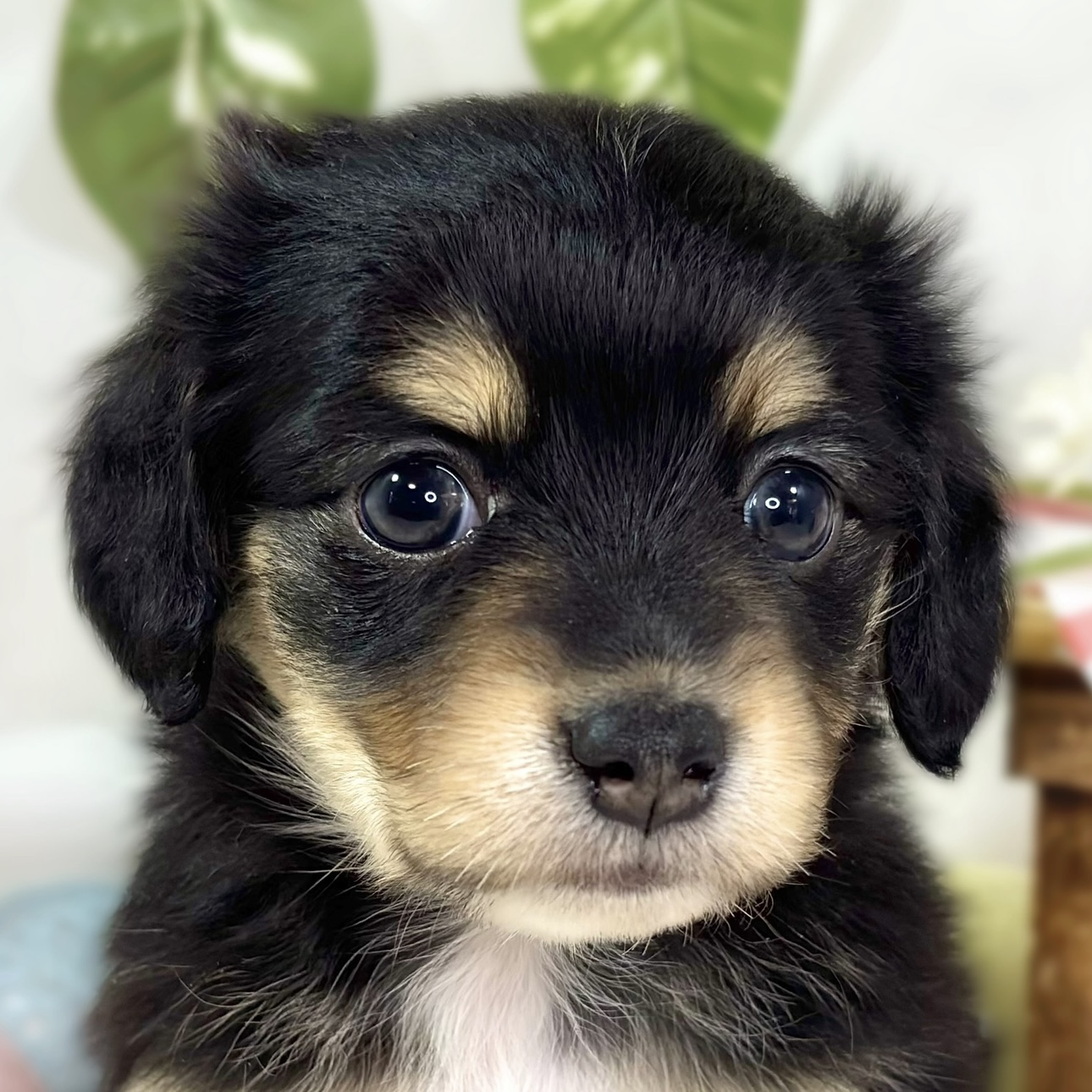 ハーフ犬男の子の写真