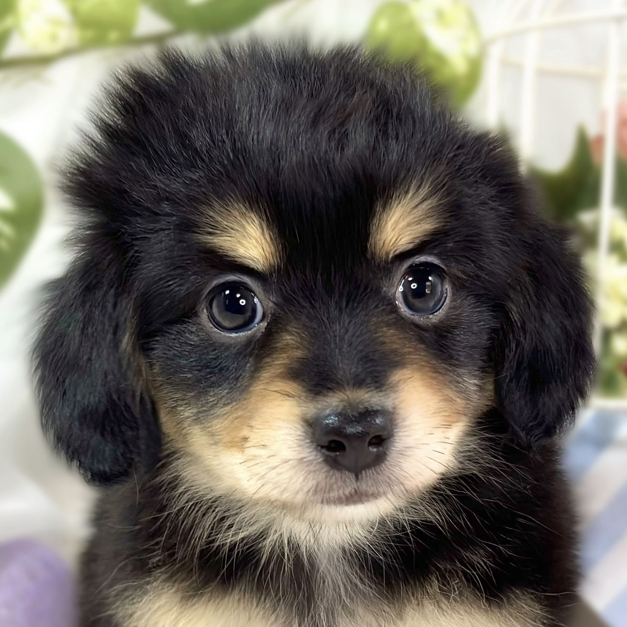 ハーフ犬女の子の写真